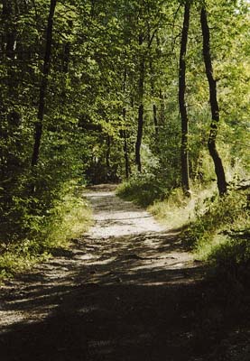 Weg zum Arzberg