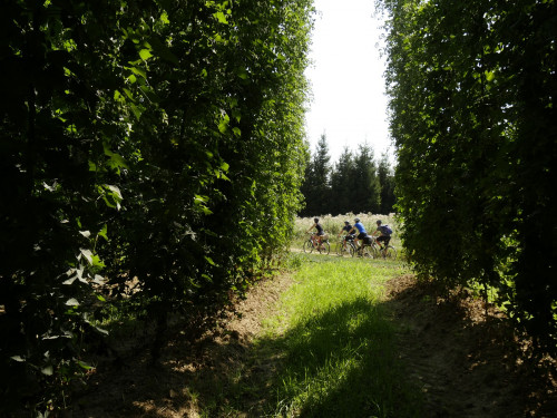 Radlergruppe in der Hallertau