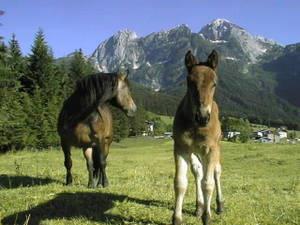 Pferd mit Fohlen