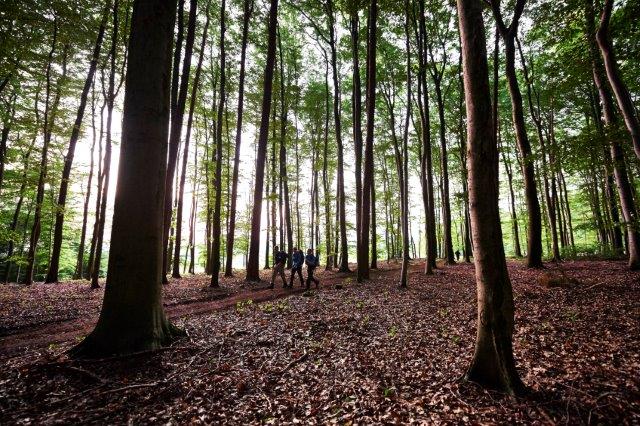 Wandern durch Buchenwälder rund um Heimbuchenthal