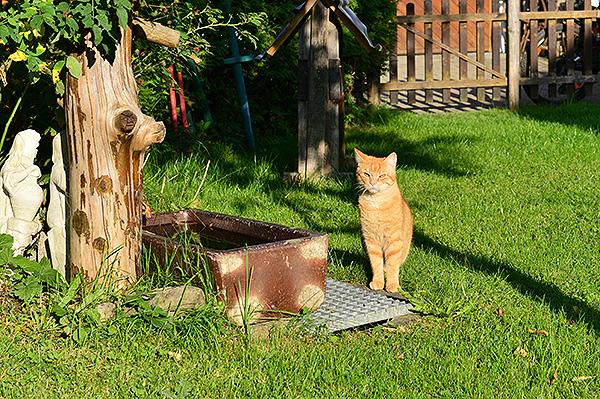 Unsere Katze