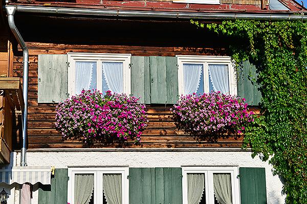 Blühende Blumen