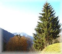 löwen
