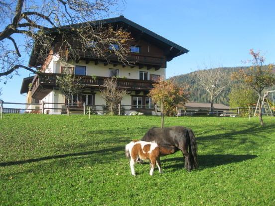 Unsere Ponys