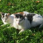 Unsere Katzen