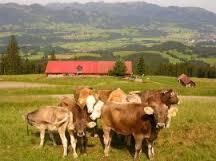 Alpe Altstädter Hof