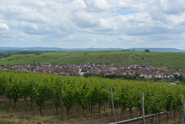 Blick von Aussichtsplattform "terroir f" bei Volkach auf Escherndorf