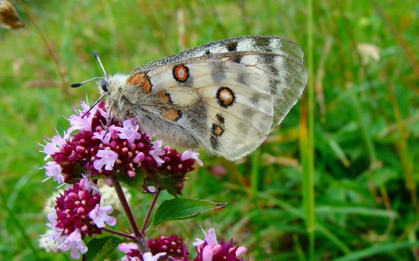 Apollofalter entlang der Tour