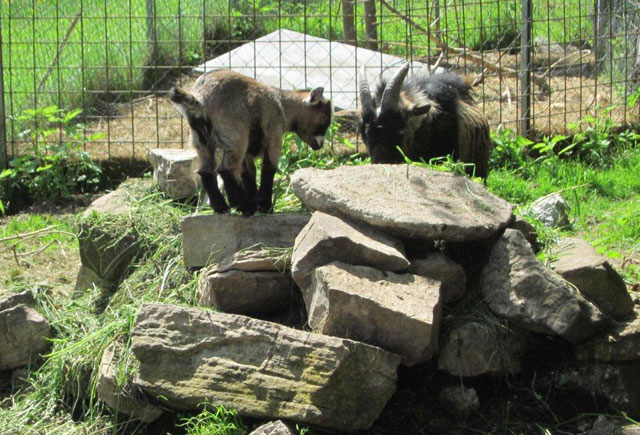 GH Silberfuchs Gaststube