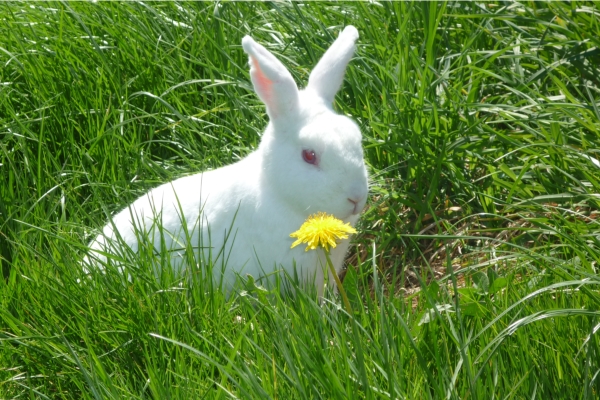 Die Hasen freuen sich im Frühling auf den Löwenzahn