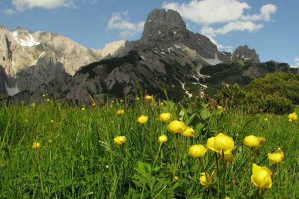 919_2_Blumenwiese