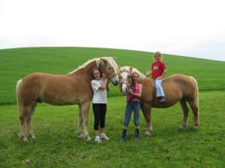 unsere Haflinger