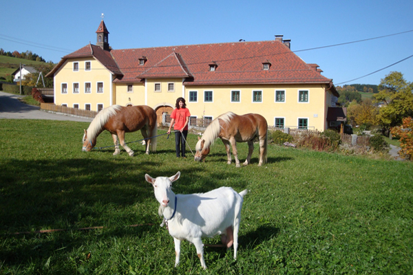 Reingruber