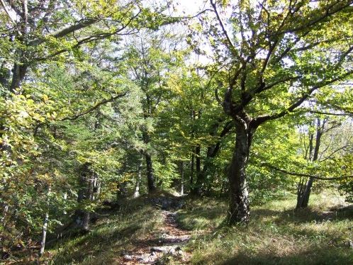 Weg zum Aberseeblick