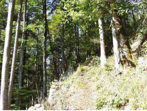 Sonniger Weg zur Sautränkalm