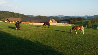 Biohof Dörflinger - Weide