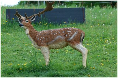 Bogenparcours: Reh in Walhalla