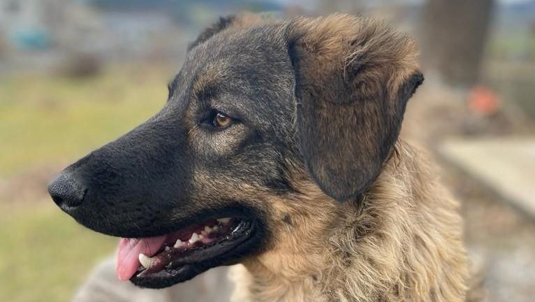Hofhund