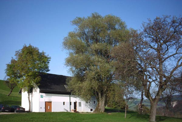 Jungscharalm Losenstein