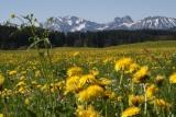Löwenzahnwiese mit Blick auf die Alpen
