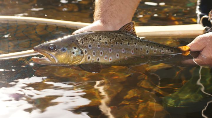 Fischen an der Großen Mühl