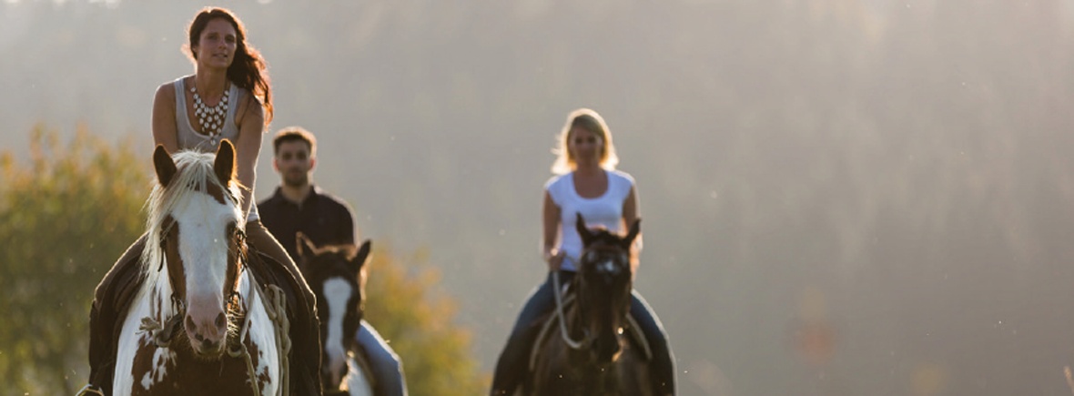 Horse in Harmony