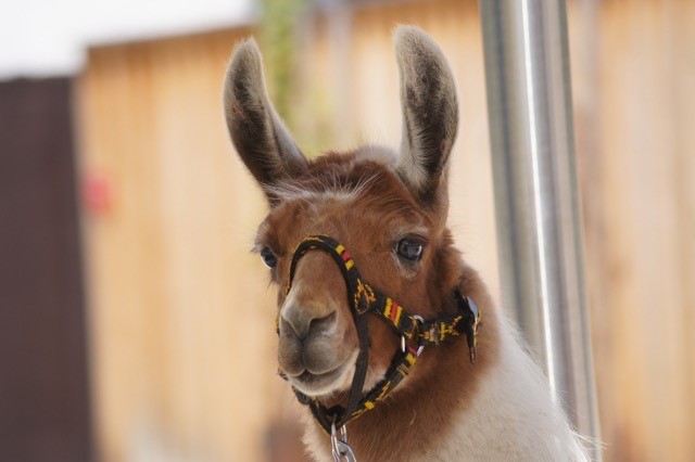 Lama
