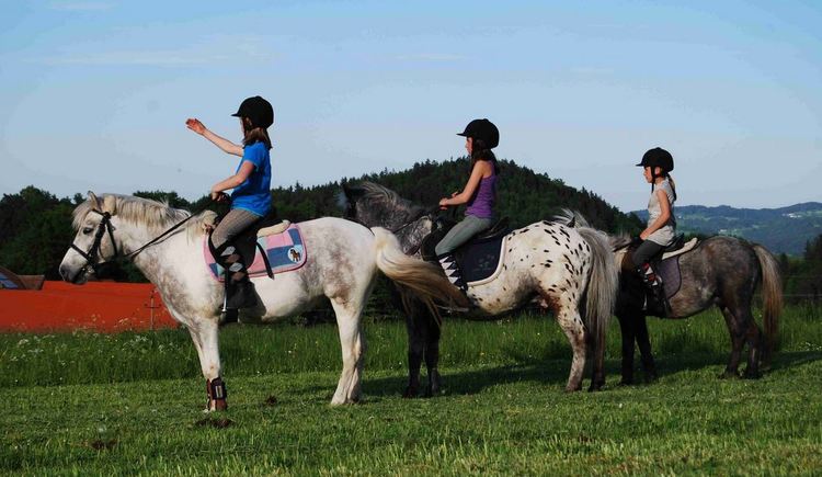 5c5d801f70c70_Ponys-in-allen-Groessen_Foto-von-Website_Sportderbewegtat