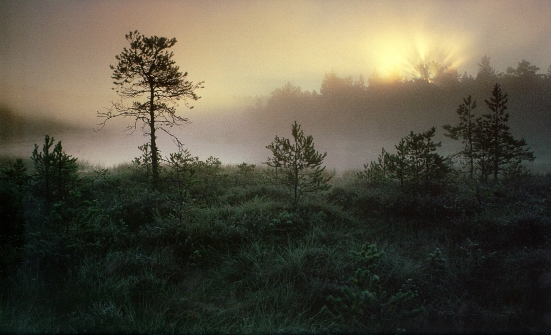 Moorlandschaft bei Sonnenaufgang