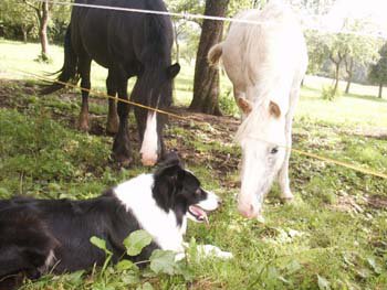 Pferde mit Border Collie