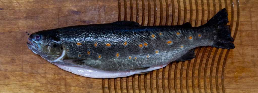 Freiwald Bio-Bachforelle fangfrisch