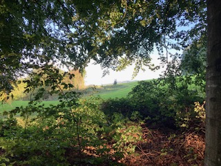 Der angrenzende Wald