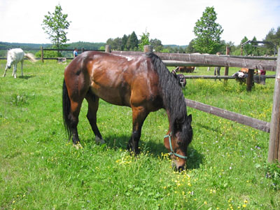 Reitpark Gstöttner