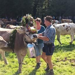 Viehscheid in Bad Hindelang
