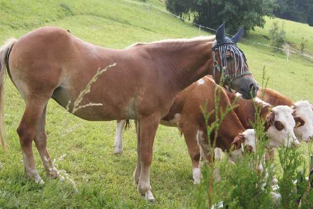 Feichtingerhof Tiere