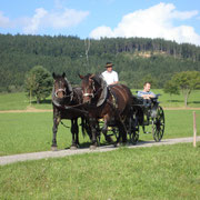 Pferdeschlittenfahrten Hermann Seiberl Sommer