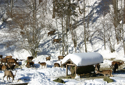 Hirschfütterung Hintersee