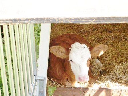 Der Hof wird bewirtschaftet