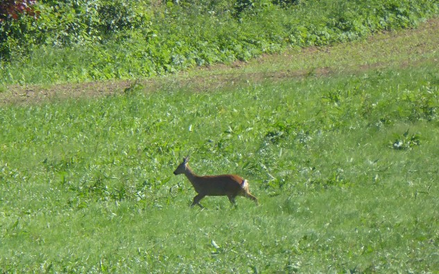 wilde Tiere bei Unterzettling