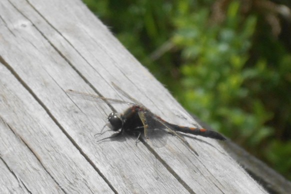"Wilder Flugsaurier"