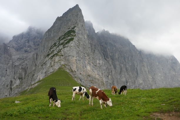 Saftige Kräuterwiese mit Kühen am Hohljoch