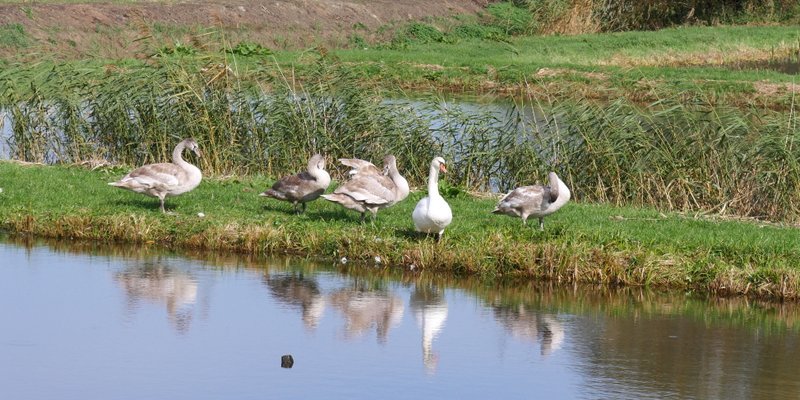 Gänse am Viertelweiher