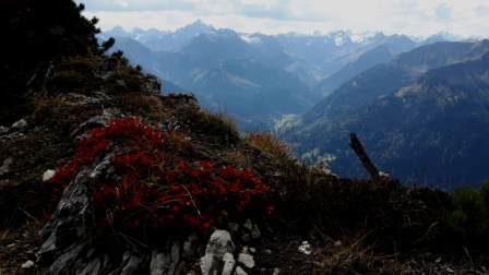 Blick nach Süden in die Allgäuer Alpen mit dem Hochvogel