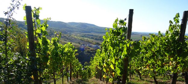 Weinberge bei Zell am Ebersberg