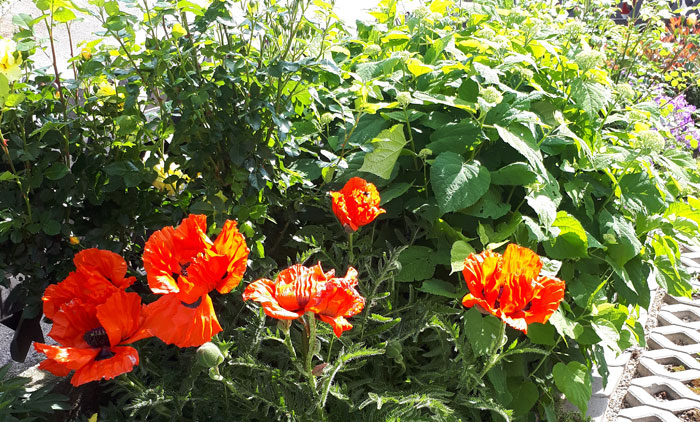 Mohnblumen