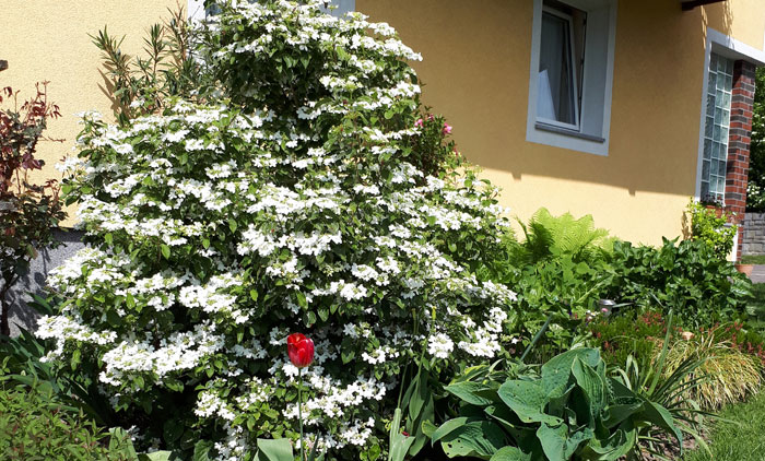 Schneebälle
