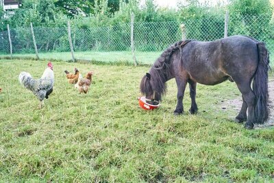 Minishetty mit Hühner