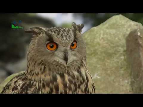 Das Vogtland – NATURA 2000 in Sachsen