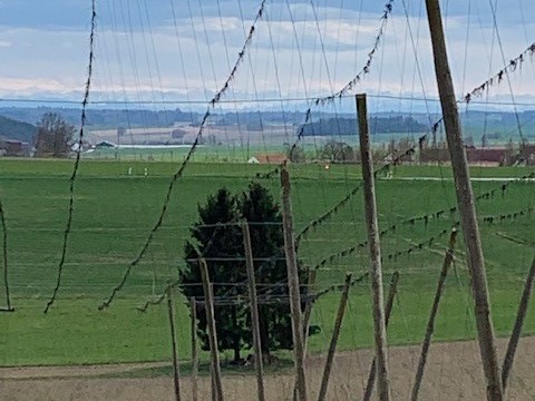 Blick von Höhenzug bei Brandloh auf die Alpen