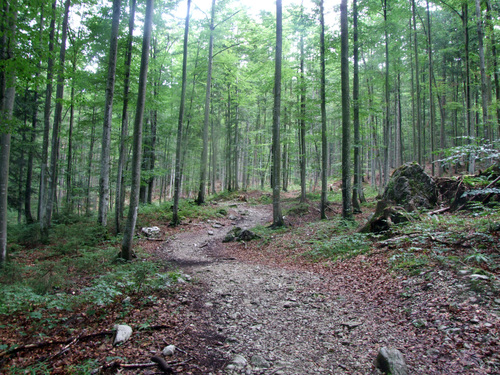 Inzell-Steineralm: über Stock und Stein zur Steineralm